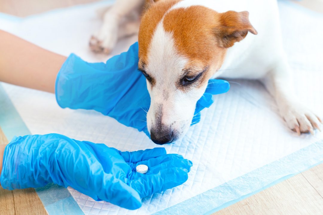 A pet medical professional administering a pill to a Jack Russell Terrier dog at the veterinary clinic.