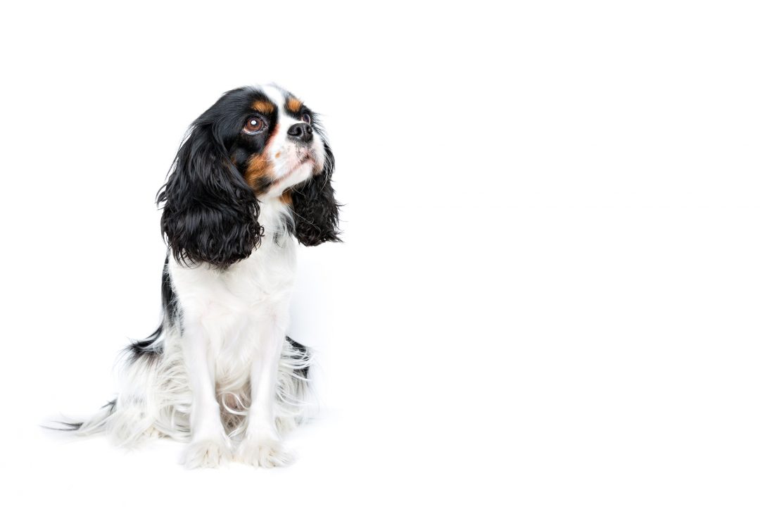 Black and white dog sitting attentively, representing attentive pet care