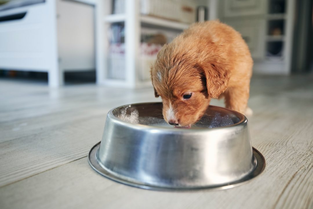 A puppy sitting at a feeding bowl, eating hungrily from it.