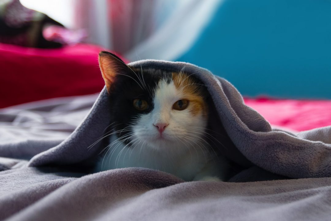 A tortoiseshell cat enjoying overnight care, resting under a purple blanket on a bed.