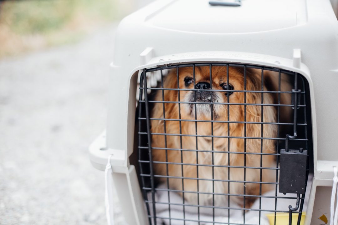 Old Pekingese dog sitting in a pet taxi at the pet care.